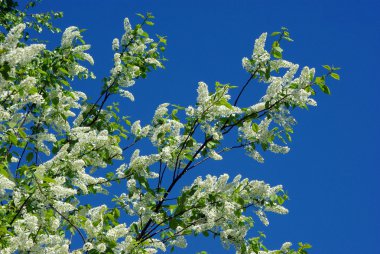 kuş-cherry blossom mavi gökyüzü