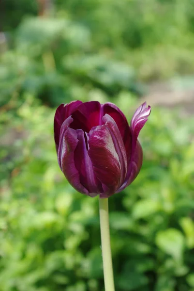 Темно-фиолетовый бутон тюльпанов — стоковое фото
