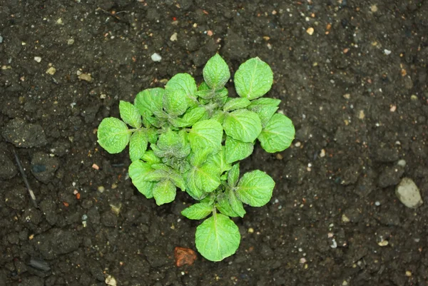 Genç patates bitki — Stok fotoğraf