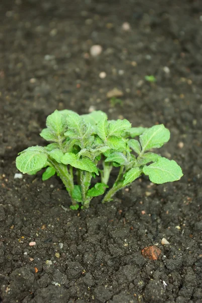 Roślin młodych ziemniaków — Zdjęcie stockowe