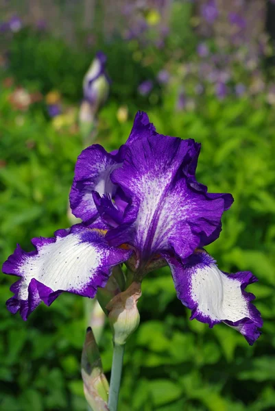 Flor de iris púrpura en flor —  Fotos de Stock