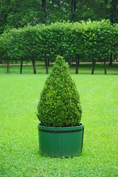 stock image Beautifully manicured park plant.