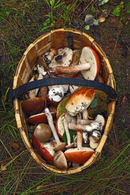 Basket of different mushrooms clipart