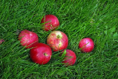 otların içinde kırmızı elma