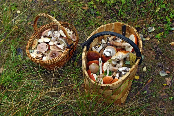 Two baskets of different mushrooms — Stock Photo, Image