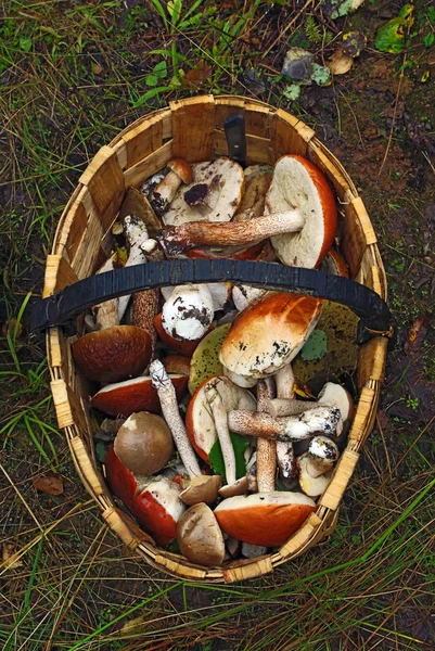 Basket of different mushrooms — Stock Photo, Image