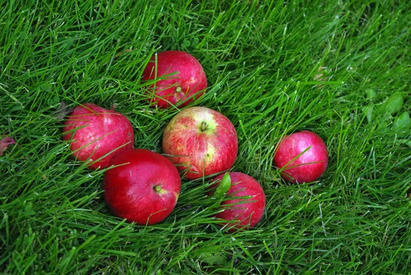 stock image Red Apple In Grass