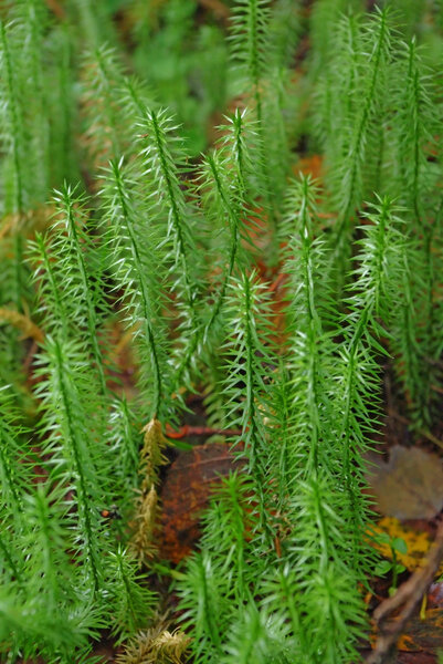 Green moss macro shot