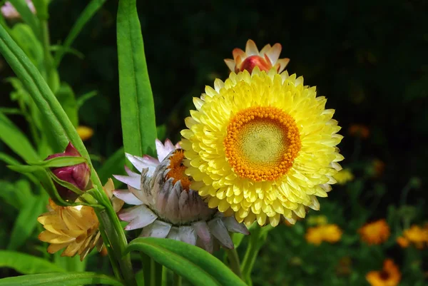 Helichrysum flores adequadas para secagem — Fotografia de Stock