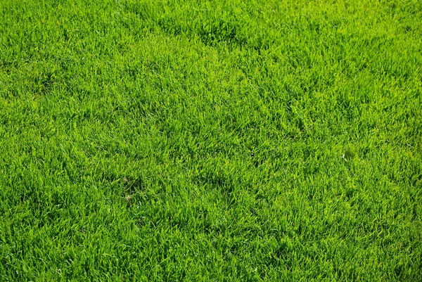 ฤดูใบไม้ผลิสดหญ้าสีเขียว — ภาพถ่ายสต็อก