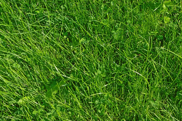 Fresh spring green grass texture — Stockfoto