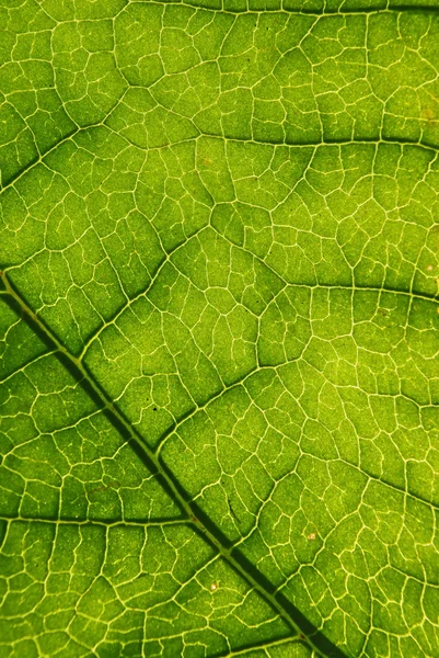 Grönt blad bakgrund. — Stockfoto