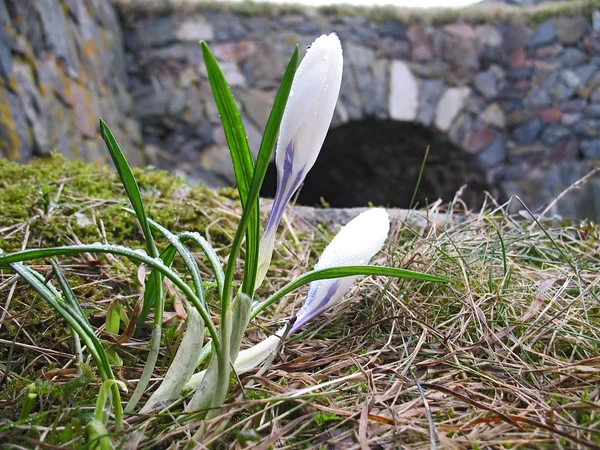 Nahaufnahme von weißen Frühlingskrokussen — Stockfoto