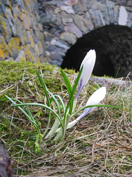 Крупный план белого весеннего крокуса — стоковое фото