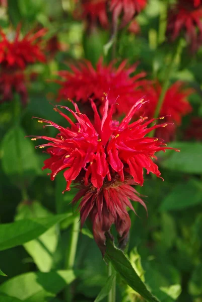 Flowering bee balm plants, also called as Monarda — Stock Photo, Image