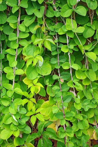 stock image The Green Creeper Plant on the wall