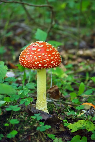 Fly Agaric red toadstool mushroom — Stock Photo, Image