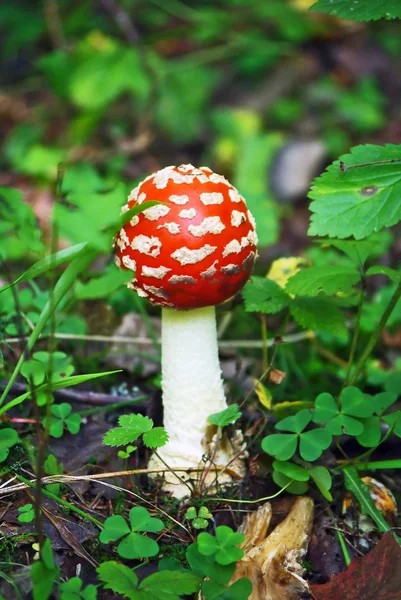Fly Agaric red toadstool mushroom — Stock Photo, Image