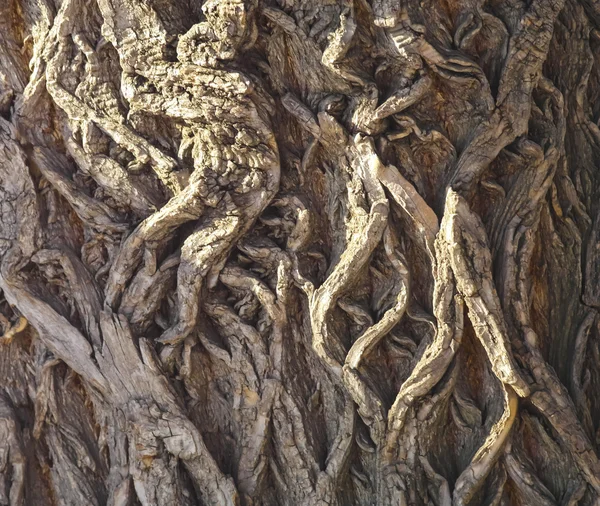 一棵树的树皮上的图案 — 图库照片