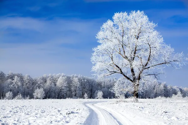ᐈ Paesaggi Invernali Immagini Di Stock Foto Paesaggi Invernali Bellissimi Scarica Su Depositphotos