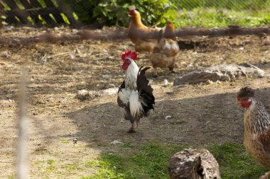 Rooster on grass field clipart