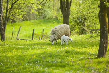 Sheep and lamb on green field clipart