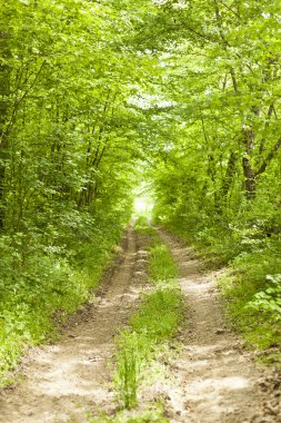 vahşi doğada eski orman yolu