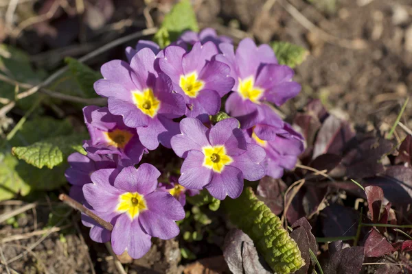 stock image Wild Primrose flowers