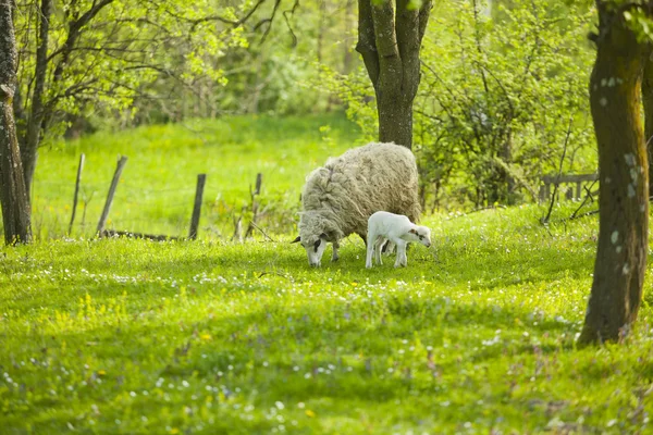 Вівця і ягня на зеленому полі — стокове фото