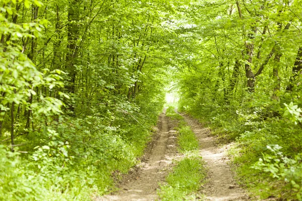 Old forest road in wild nature — Stock Photo, Image