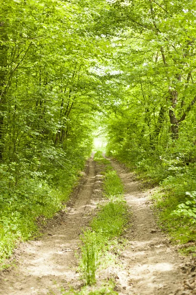 Old forest road in wild nature — Stock Photo, Image