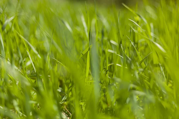 Green Grass In Spring — Stock Photo, Image