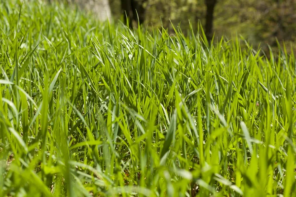 Zelená tráva na jaře — Stock fotografie