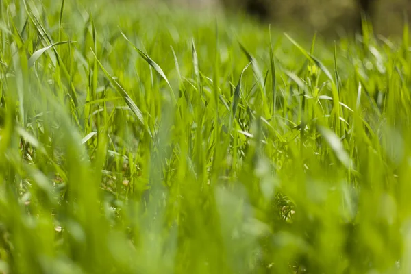 Green Grass In Spring — Stock Photo, Image