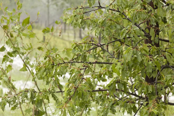 Hail Storm Desastre en árbol frutal —  Fotos de Stock
