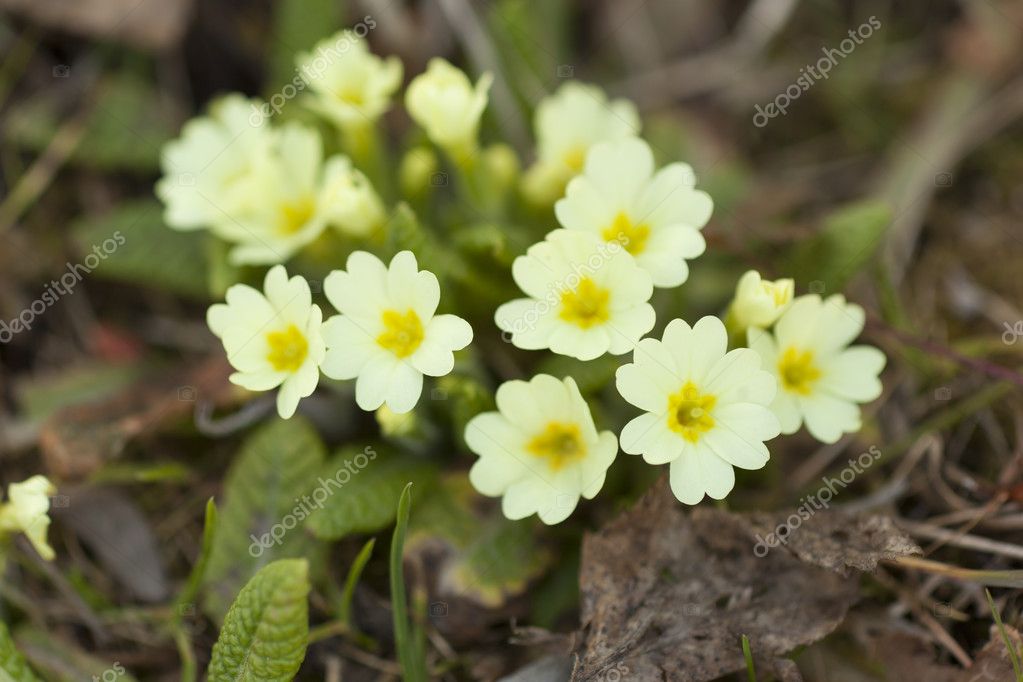 野生のサクラソウの花 ストック写真 C Adam R