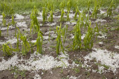 Hail damaged corn field - Storm disaster clipart