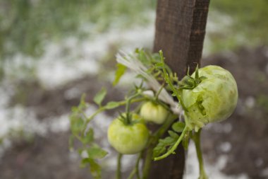 Hail Storm Disaster in garden clipart