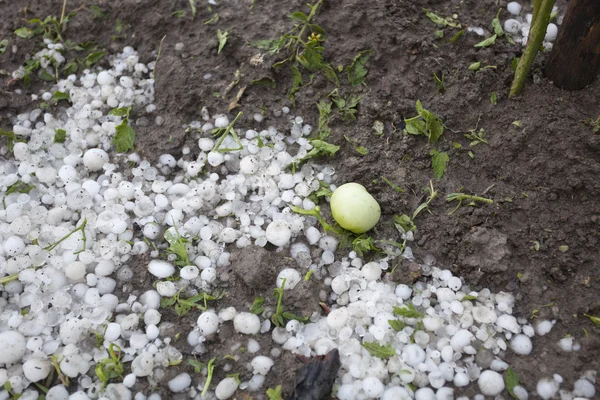 Hail Storm Disaster in garden — Stock Photo, Image