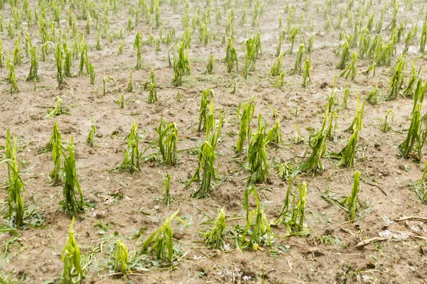 Hail damaged corn field - Storm disaster — Stock Photo, Image