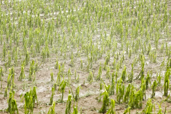 Hail damaged corn field - Storm disaster — Stock Photo, Image