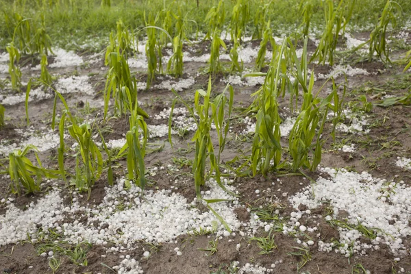 Kroupami poškozené kukuřičné pole - bouře katastrofa Royalty Free Stock Obrázky