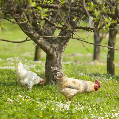 Hen on grass field clipart