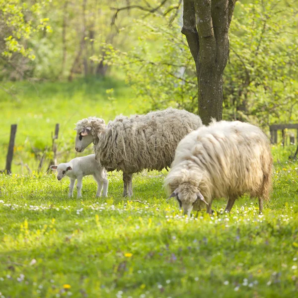Schafe und Lämmer auf der grünen Wiese — Stockfoto