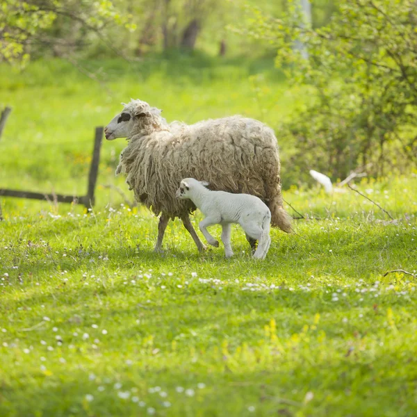 Sheep and lamb on green field — Stock Photo, Image