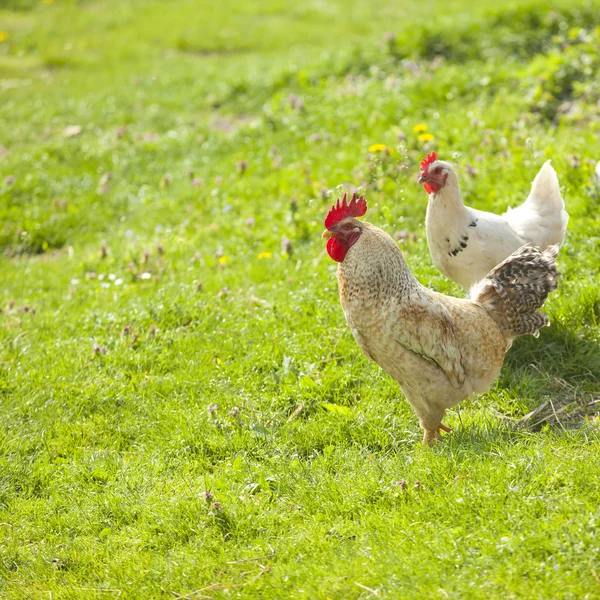 Курица на травяном поле — стоковое фото