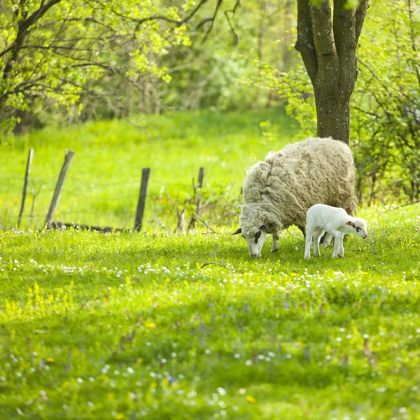 Schafe und Lämmer auf der grünen Wiese — Stockfoto