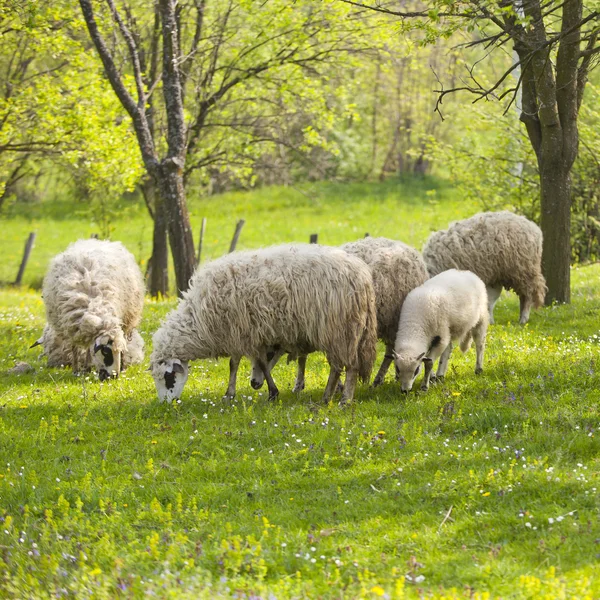 Овца и ягненок на зеленом поле — стоковое фото
