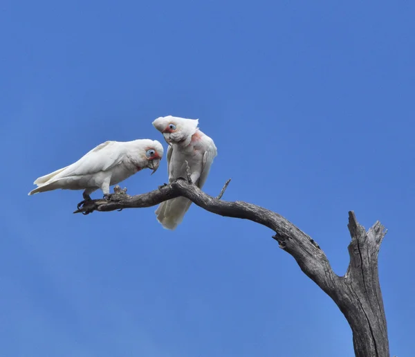 在野外的澳洲白鹦鹉 — 图库照片