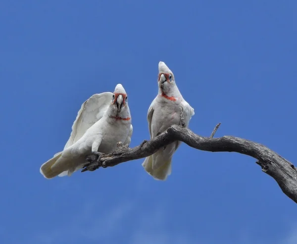 在野外的澳洲白鹦鹉 — 图库照片
